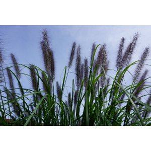 Perovec psiarkovitý (Pennisetum alopecuroides) ´BLACK BEAUTY´ - výška 20-30 cm, kont. C1L